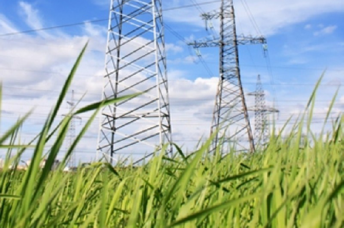 Cane Sugar & Power lines