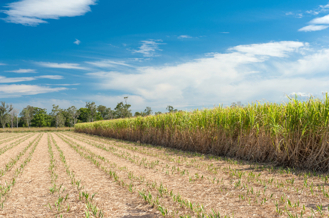 Sugarcane Fields